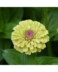 Zinnia Queen Lime Bicolors Mix
