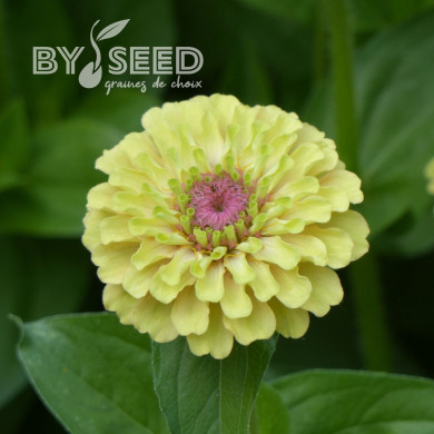 Zinnia Queen Lime with Blotch