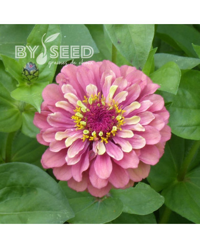 Zinnia Queen Red-Lime