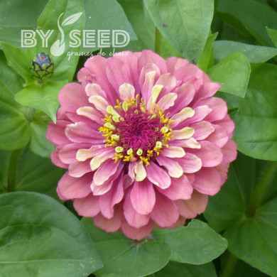 Zinnia Queen Red-Lime