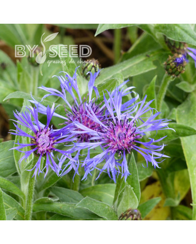 Centaurée montana Bleuet des Montagnes