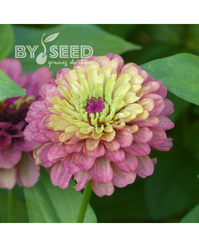 Zinnia Queen Red-Lime