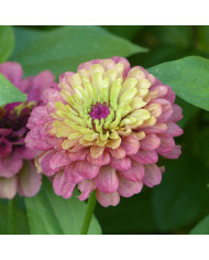 Zinnia Whirlygig Mix