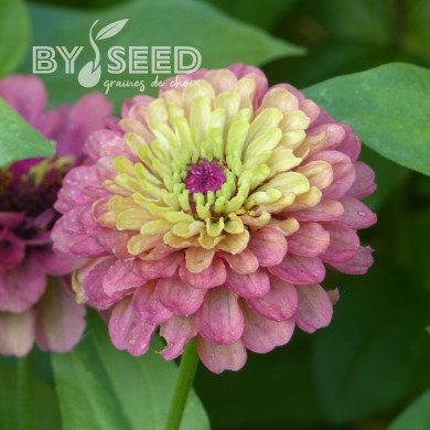 Zinnia Queen Red-Lime
