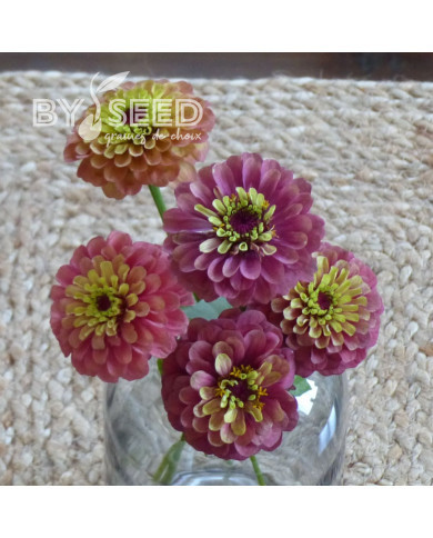 Zinnia Queen Red-Lime
