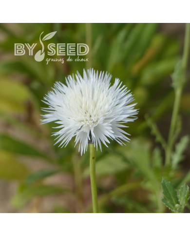 Centaurée moschata Alba (The Bride)