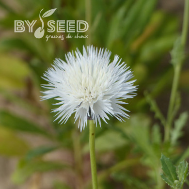 Centaurée moschata Alba (The Bride)