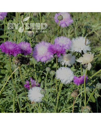 Centaurée moschata Mix