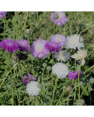 Centaurée moschata Splendens pourpre