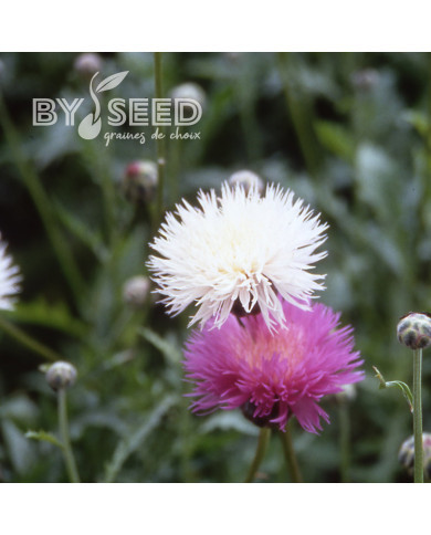 Centaurée moschata Mix