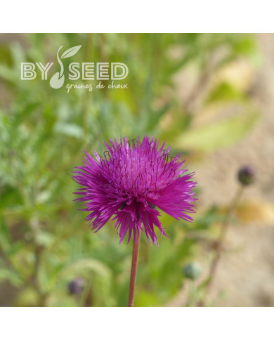 Centaurée moschata Splendens pourpre
