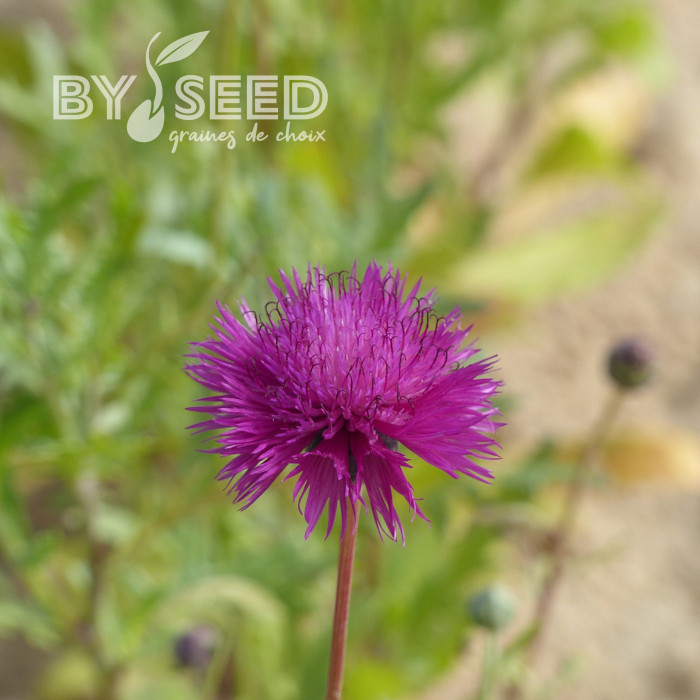 Centaurée moschata Splendens pourpre