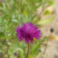 Centaurée moschata Splendens pourpre