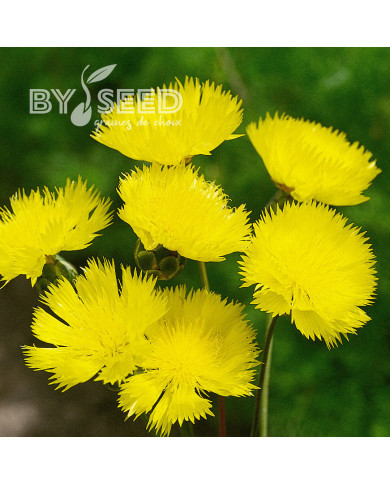 Centaurée moschata Suaveolens Jaune