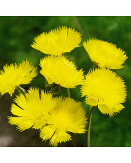 Centaurée moschata Splendens pourpre