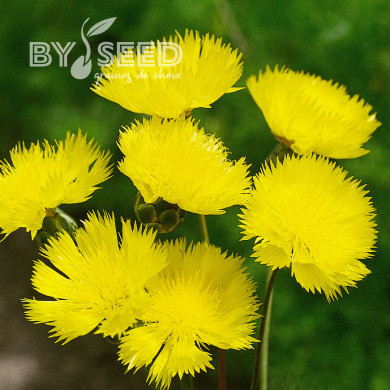 Centaurée moschata Suaveolens Jaune