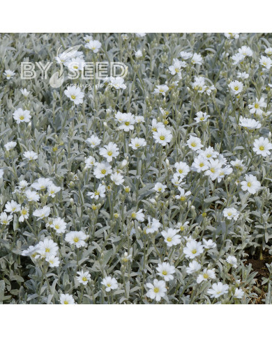 Cérasite tomenteux - Cerastium tomentosum var. columnae