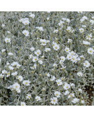 Cerinthe major purpurascens Kiwi Blue