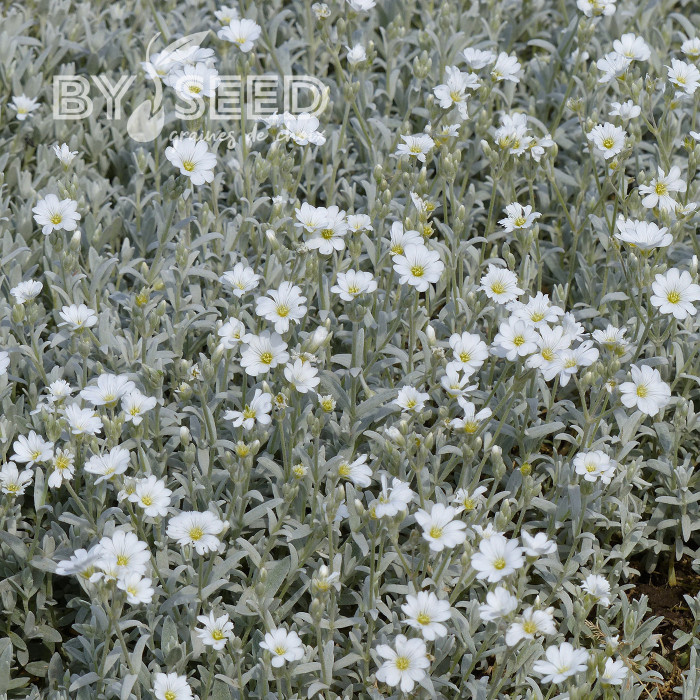 Cérasite tomenteux - Cerastium tomentosum var. columnae