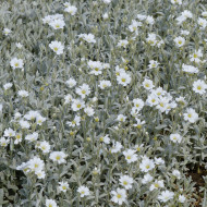Cérasite tomenteux - Cerastium tomentosum var. columnae