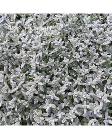 Cérasite tomenteux - Cerastium tomentosum var. columnae