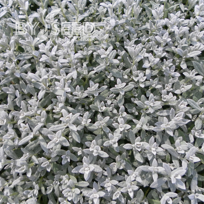 Cérasite tomenteux - Cerastium tomentosum var. columnae