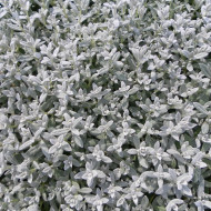 Cérasite tomenteux - Cerastium tomentosum var. columnae