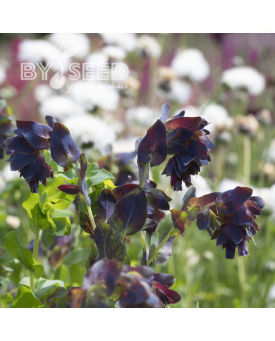 Cerinthe major purpurascens Kiwi Blue