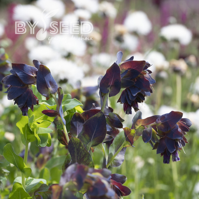 Cerinthe major purpurascens Kiwi Blue