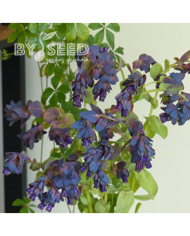 Cerinthe major purpurascens Kiwi Blue