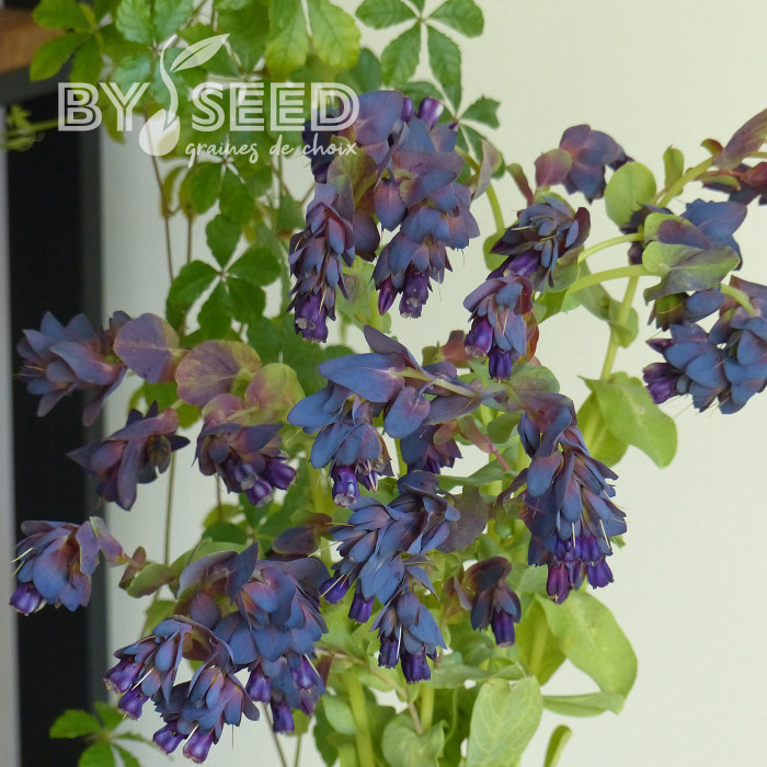 Cerinthe major purpurascens Kiwi Blue