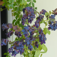 Cerinthe major purpurascens Kiwi Blue