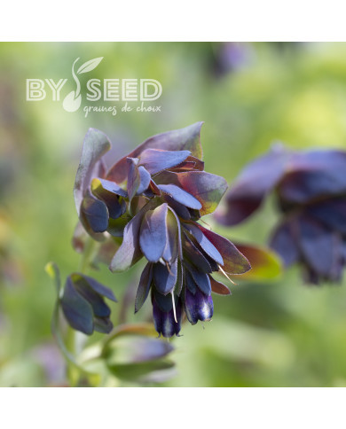 Cerinthe major purpurascens Kiwi Blue