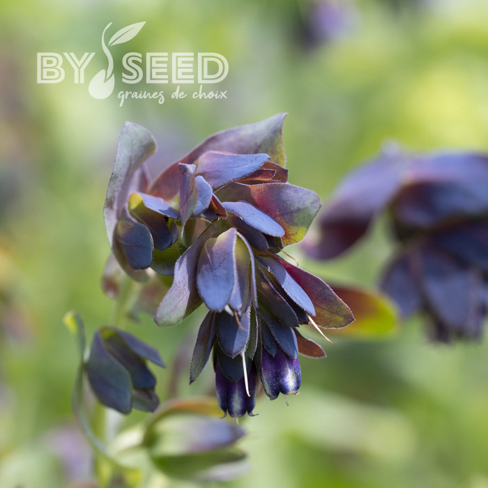 Cerinthe major purpurascens Kiwi Blue