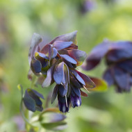 Cerinthe major purpurascens Kiwi Blue