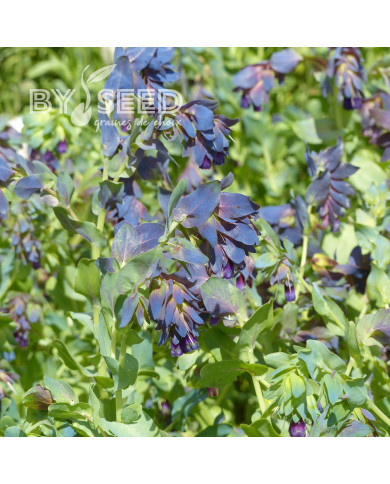 Cerinthe major purpurascens Kiwi Blue