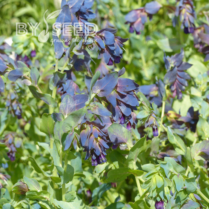 Cerinthe major purpurascens Kiwi Blue