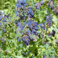Cerinthe major purpurascens Kiwi Blue