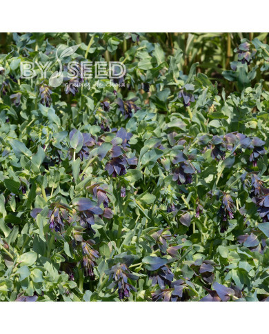Cerinthe major purpurascens Kiwi Blue