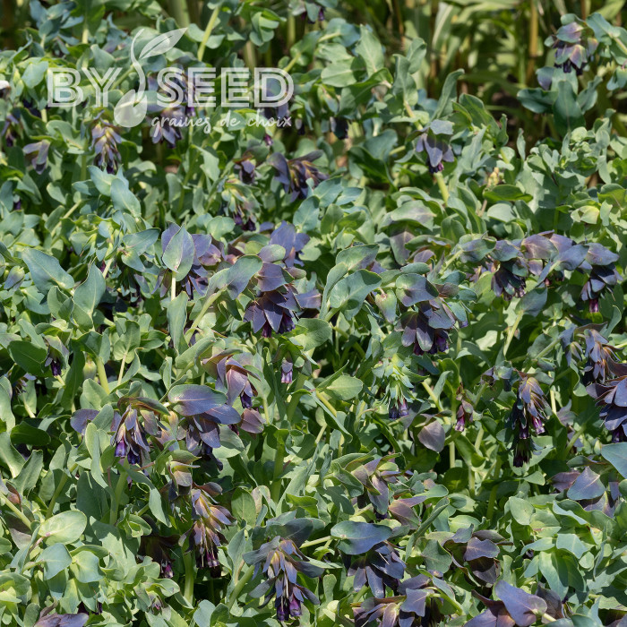 Cerinthe major purpurascens Kiwi Blue