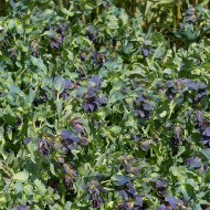 Cerinthe major purpurascens Kiwi Blue