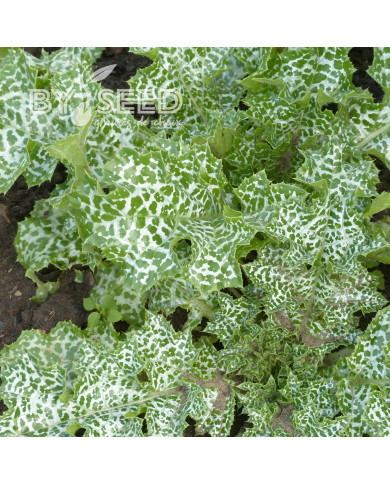 Chardon-Marie - Silybum marianum