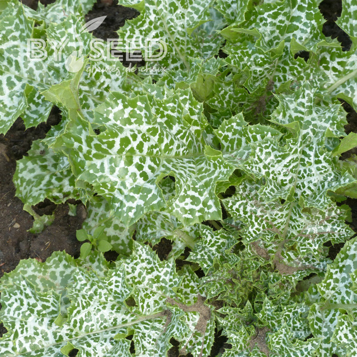 Chardon-Marie - Silybum marianum