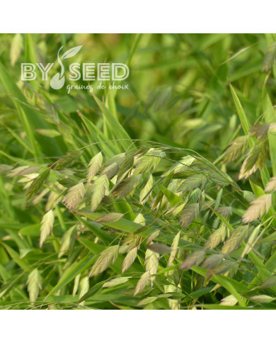 Chasmantium latifolium (Uniola)