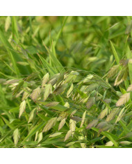 Cerinthe major purpurascens Kiwi Blue