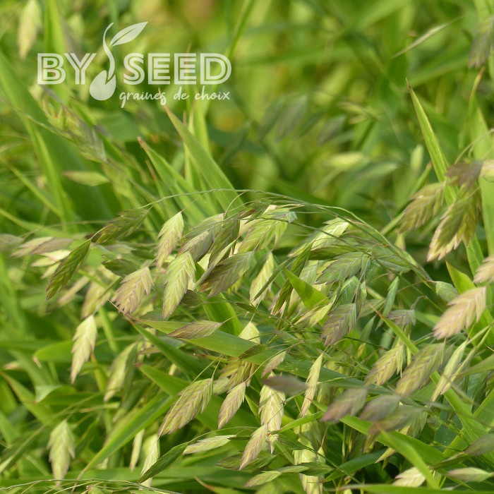 Chasmantium latifolium (Uniola)