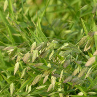 Chasmantium latifolium (Uniola)