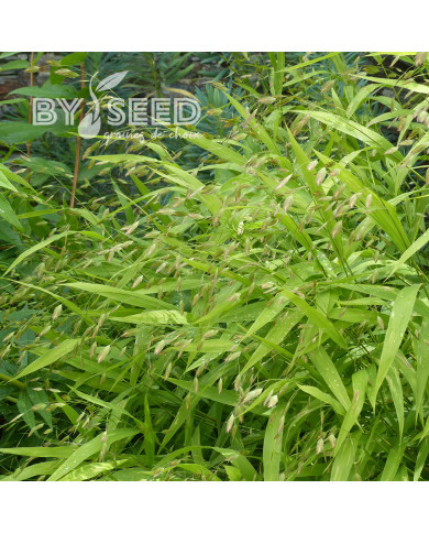 Chasmantium latifolium (Uniola)