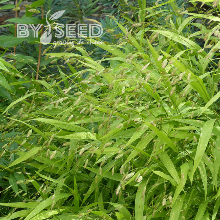 Chasmantium latifolium (Uniola)