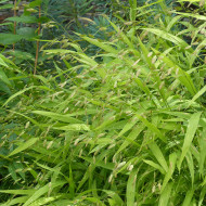 Chasmantium latifolium (Uniola)